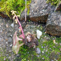 Pericartiellus durieui