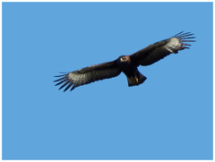 Lophaetus occipitalis