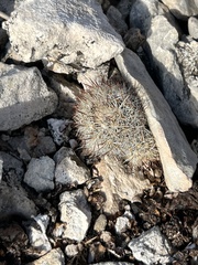 Escobaria emskoetteriana