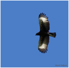 Lophaetus occipitalis