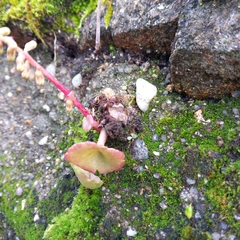 Pericartiellus durieui