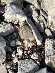 Escobaria emskoetteriana