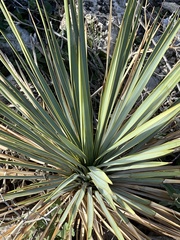 Yucca reverchonii