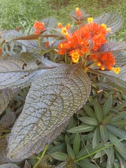 Chrysothemis pulchella