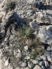 Yucca reverchonii