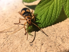 Pheropsophus jessoensis