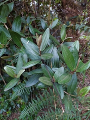 Miconia squamulosa