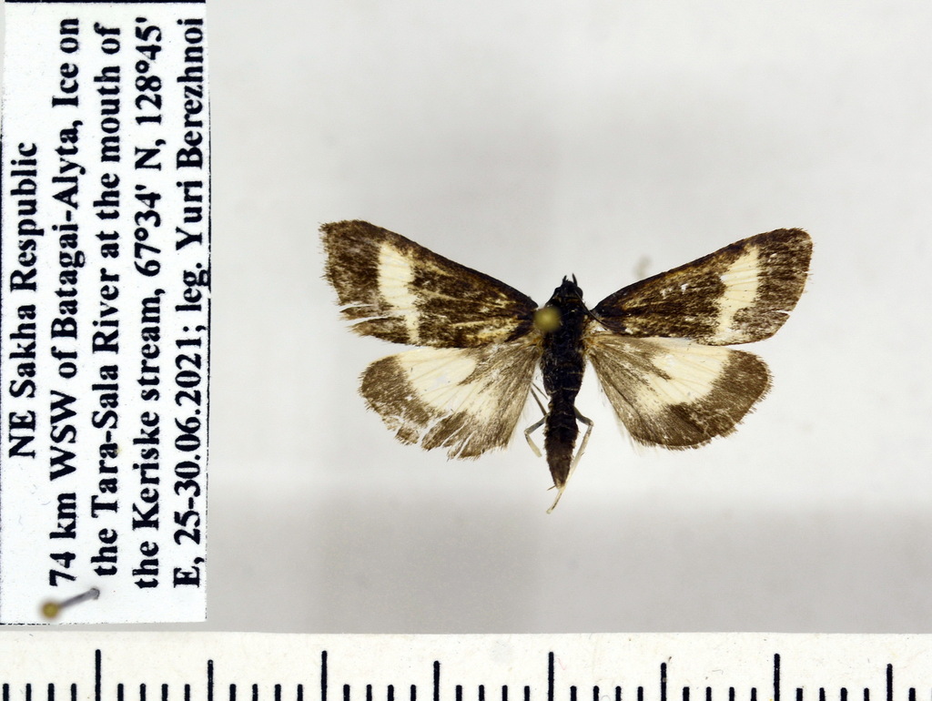 Loxostege melaleucalis