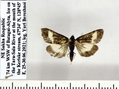 Loxostege melaleucalis