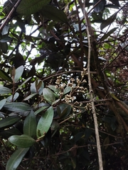 Miconia squamulosa