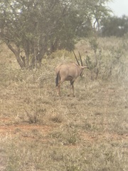 Oryx beisa callotis