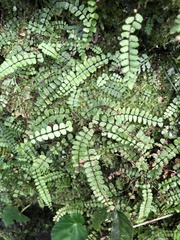 Asplenium tripteropus