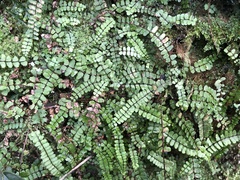Asplenium tripteropus