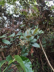 Miconia squamulosa