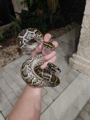 Python bivittatus