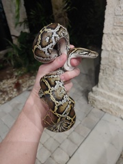 Python bivittatus