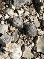 Escobaria emskoetteriana