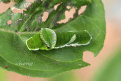 Papilio memnon