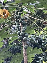 Carica papaya image