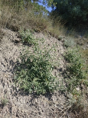 Atriplex aucheri