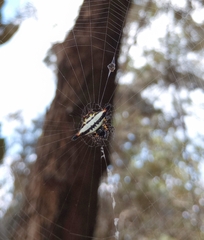 Gasteracantha geminata