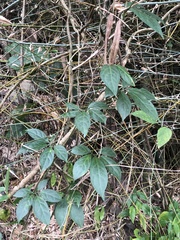 Neoalsomitra clavigera