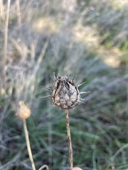 Centaurea scabiosa