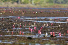 Nettapus coromandelianus