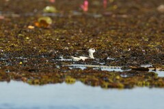 Nettapus coromandelianus