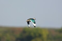 Nettapus coromandelianus