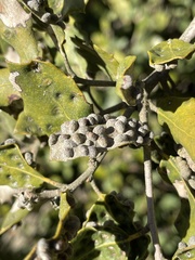 Dryomyia lichtensteinii