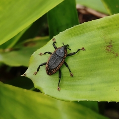 Homalinotus deplanatus