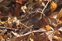 Pindis squamistriga