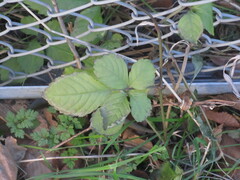 Causonis japonica