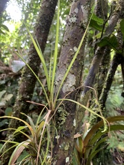 Tillandsioideae