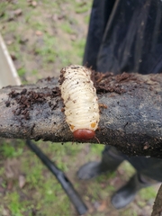 Oryctes nasicornis