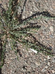 Andrachne telephioides