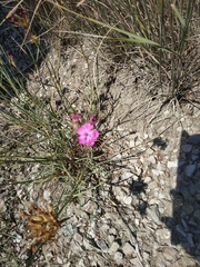 Dianthus capitatus