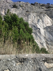 Pterocephalus plumosus