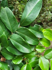 Archidendron lucidum