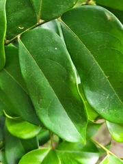 Archidendron lucidum