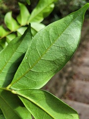 Archidendron lucidum