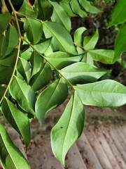 Archidendron lucidum