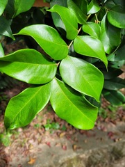 Archidendron lucidum