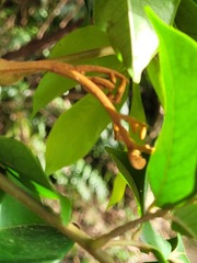 Archidendron lucidum