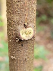 Archidendron lucidum