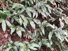 Tectaria harlandii