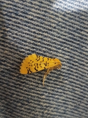 Chrysoecia atrolinea