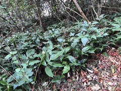 Tectaria harlandii