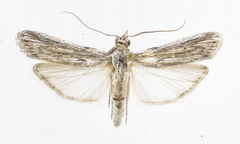 Ancylodes dealbatella